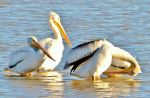 White Pelicans